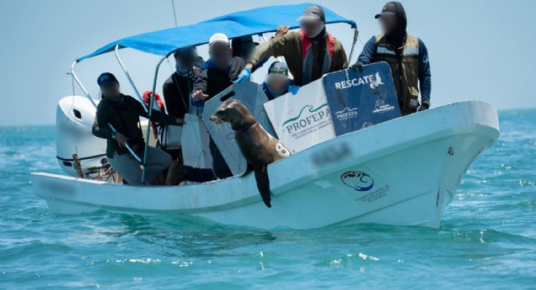 Liberan a 19 lobos marinos de BC de redes de pesca que les apretaban el cuello