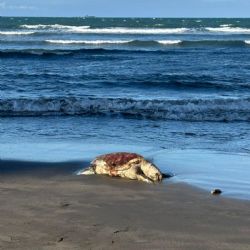 Alertan riesgos para especies en peligro de extinción por perforación petrolera en Golfo de México