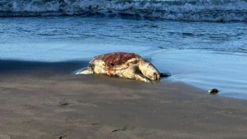 Alertan riesgos para especies en peligro de extinción por perforación petrolera en Golfo de México