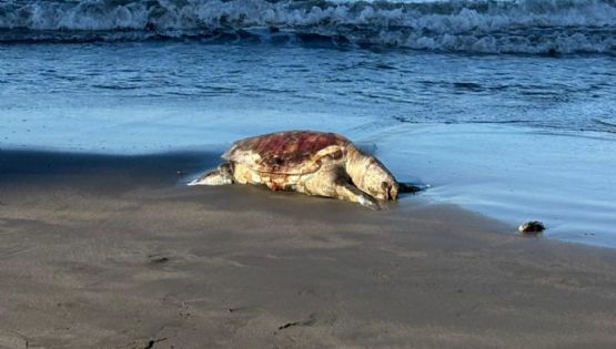 Alertan riesgos para especies en peligro de extinción por perforación petrolera en Golfo de México