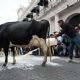 Ganaderos de Veracruz tiran leche tras cierre de centro de acopio del Bienestar