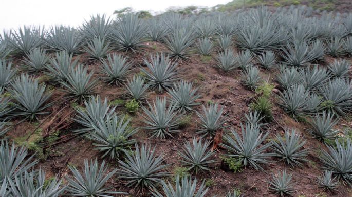 Las secuelas del boom mezcalero: sabor adulterado, daños al ecosistema, corrupción...