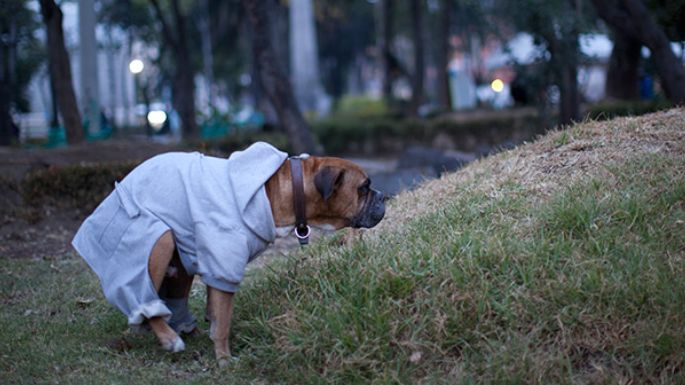 Heces caninas: un creciente, enigmático y fétido problema