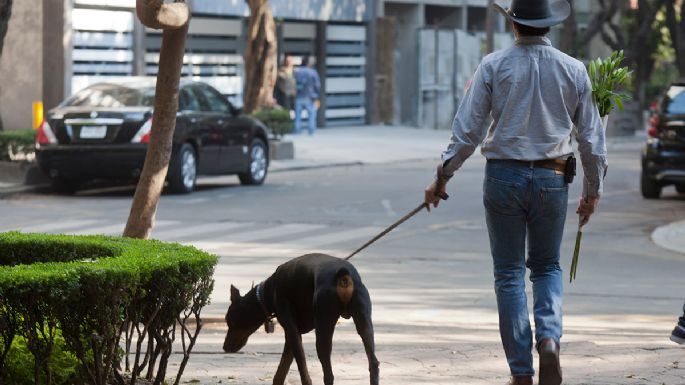 Heces caninas: un creciente, enigmático y fétido problema