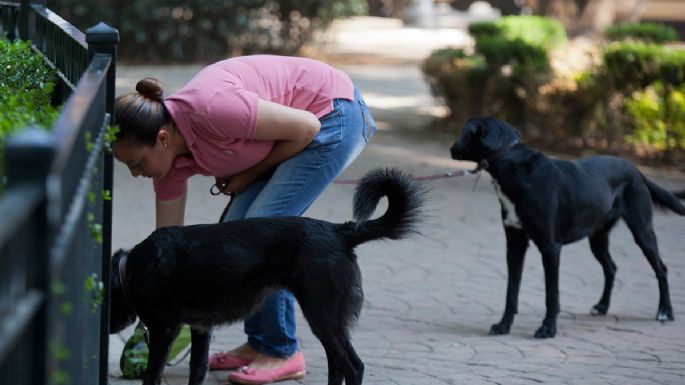 Heces caninas: un creciente, enigmático y fétido problema