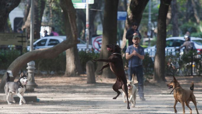 Heces caninas: un creciente, enigmático y fétido problema