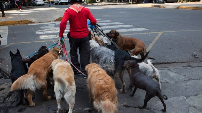 Heces caninas: un creciente, enigmático y fétido problema