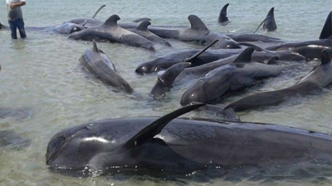 Mueren 24 ballenas varadas en playas de Baja California