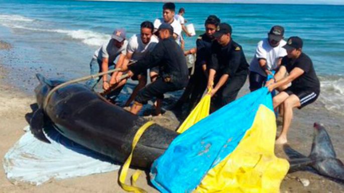 Rescatan a seis ballenas varadas en la playa Bifeo, en Ensenada