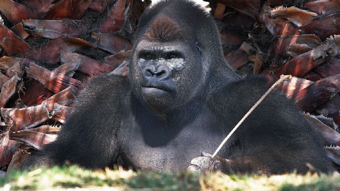 Piden investigar por qué desmembraron al gorila 'Bantú” durante necropsia