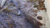 Aseguran embarcación y redes usadas para pescar camarón en Área Natural Protegida