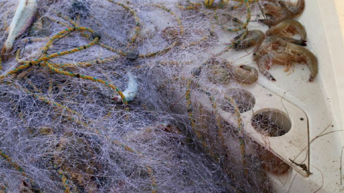 Aseguran embarcación y redes usadas para pescar camarón en Área Natural Protegida