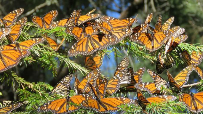 Mariposa Monarca padece 'mortalidad extrema”: WWF