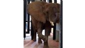 La elefanta africana 'Ely” goza de buena salud: Profepa