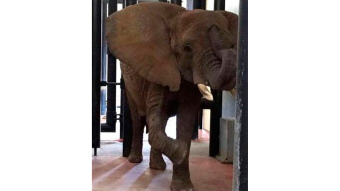 La elefanta africana 'Ely” goza de buena salud: Profepa