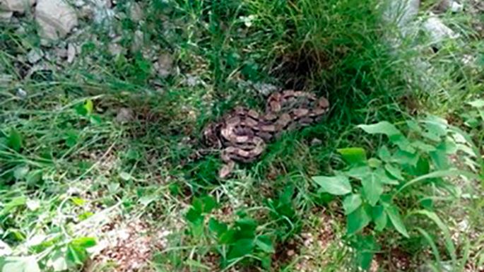 La Profepa rescata una boa en Yucatán y la libera en el Parque Nacional Dzibilchaltún