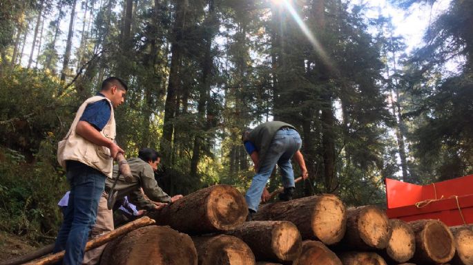 La Profepa asegura 26 piezas de madera en rollo en Zinacantepec