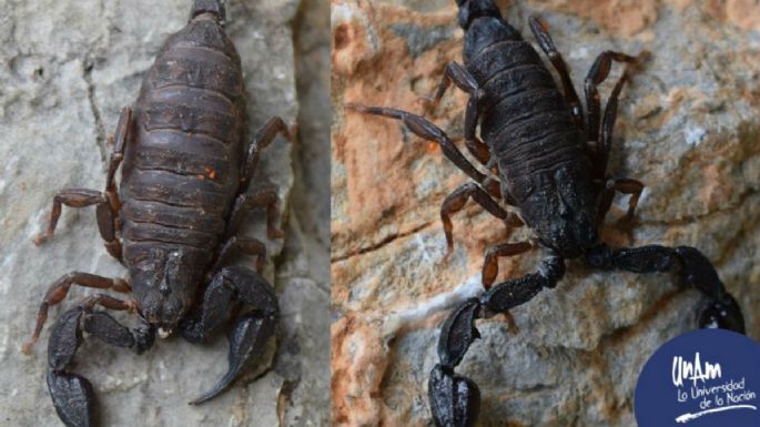 Experto de la UNAM descubre alcaloide en alacrán hidalguense, único en el mundo