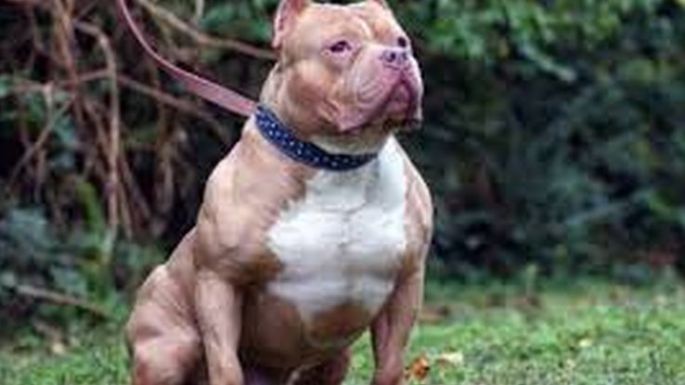 La PGJ-CDMX indaga muerte de hombre a causa de mordeduras de pitbull