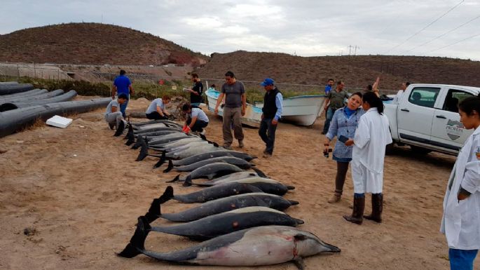 Mueren 20 de 54 delfines varados en Playa Salinita (Video)