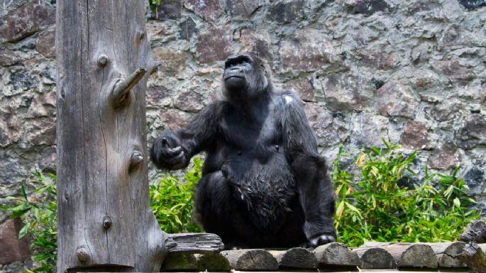 Muere gorila 'Arila” en zoológico de Zacango por insuficiencia cardiaca, según primeros reportes