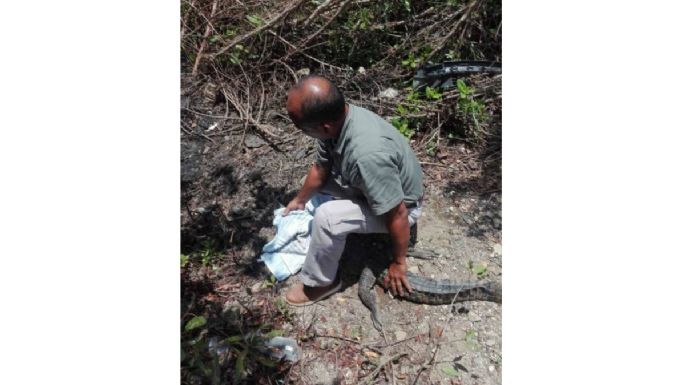 Animales en fuga: un cocodrilo deambulaba en playa de Acapulco y un toro en calles de Tláhuac (Video)