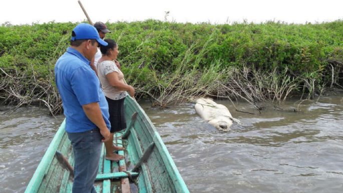 Hallan altos niveles de cadmio, plomo y aluminio en aguas de Los Bitzales, donde mueren manatíes