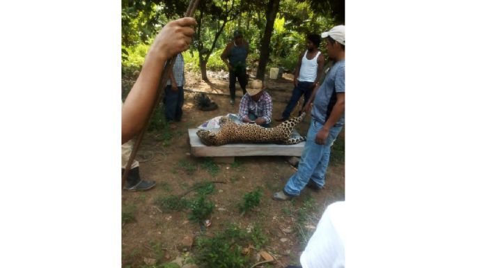 La Profepa investiga presunta cacería de un jaguar en peligro de extinción, en Veracruz