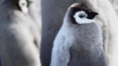 Cambio climático ahoga a miles de crías de pingüino emperador; desaparece colonia