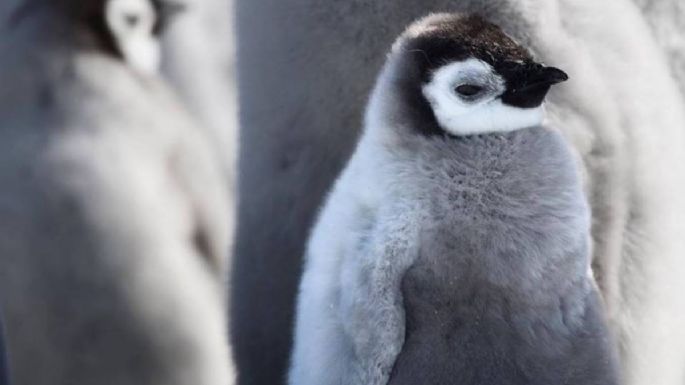 Cambio climático ahoga a miles de crías de pingüino emperador; desaparece colonia