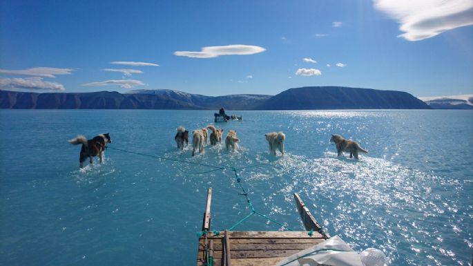 Perros caminando sobre agua en lugar de hielo: el drama de Groenlandia, en una foto