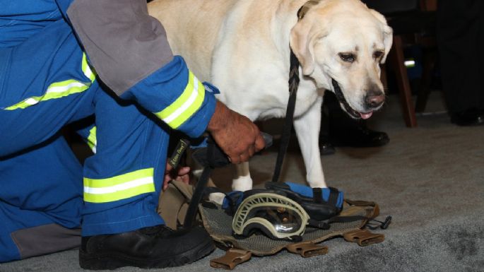 La Semar jubila a Frida, la perrita rescatista del #19S (Video)