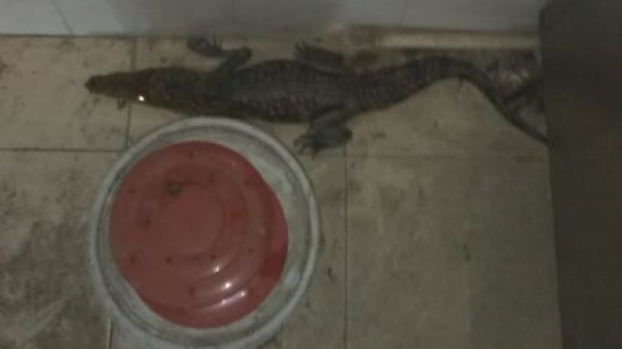 Encuentran cocodrilo dentro de un restaurante en NL