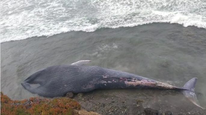 Hallan a una ballena de más de 20 metros muerta en costas de BC; es la quinta en 2019