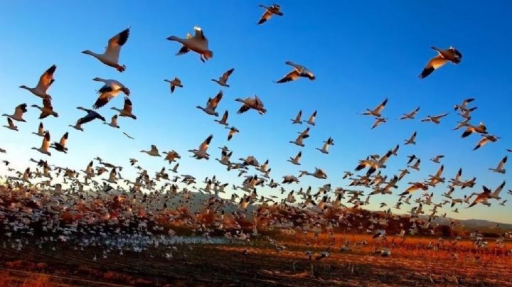 Un brote de gripe aviar en Burkina deja medio millón de aves muertas o sacrificadas