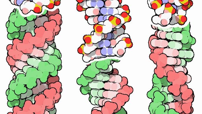 Proponen incluir el "darwinismo molecular" en la teoría de la evolución