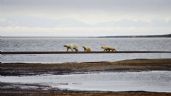 Foto ilustrativa de la nota titulada: Antes de irse, Trump busca entregar el hábitat del oso polar a compañías petroleras