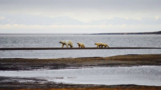 Antes de irse, Trump busca entregar el hábitat del oso polar a compañías petroleras