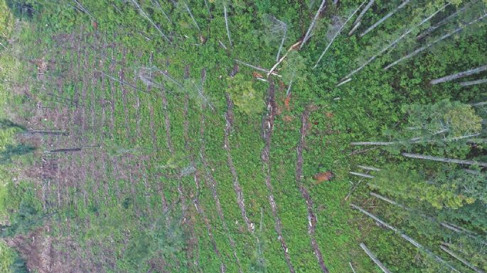 Los que devoran los bosques