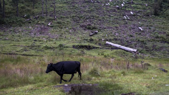 Los que devoran los bosques