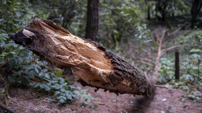 Los que devoran los bosques