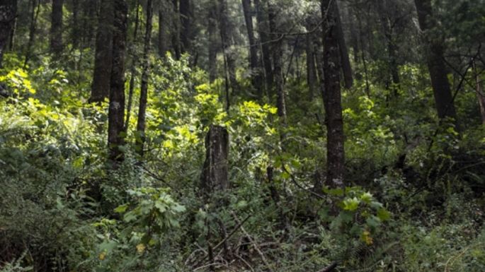 Los que devoran los bosques