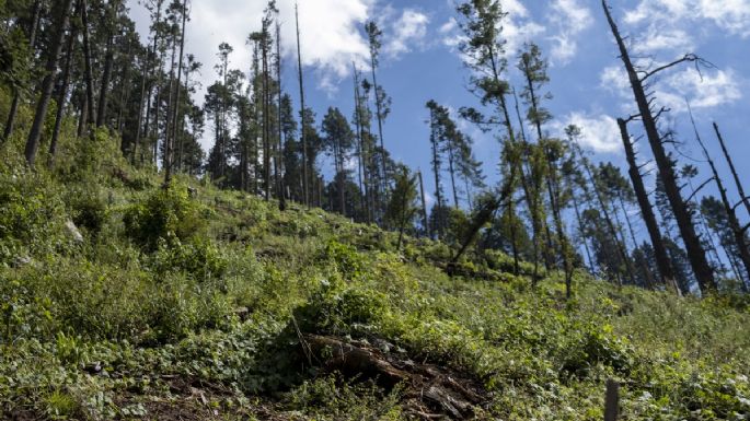 Los que devoran los bosques