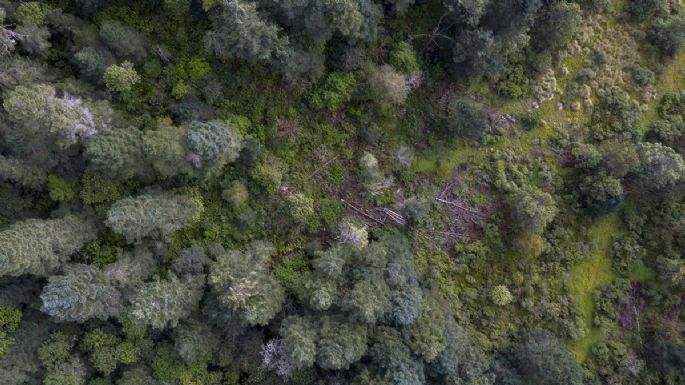 Los que devoran los bosques