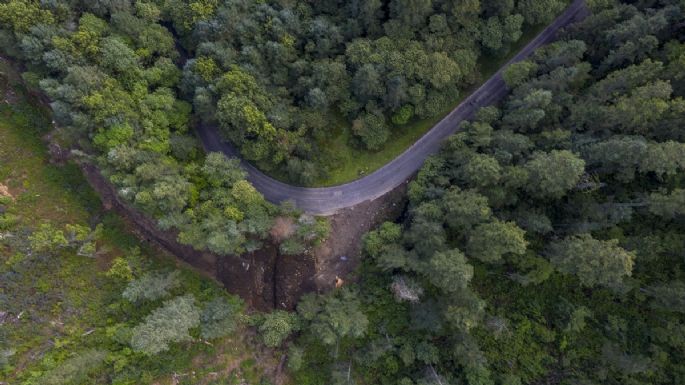 Los que devoran los bosques