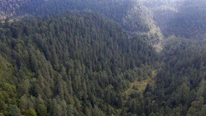 Los que devoran los bosques