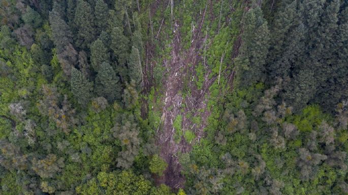 Los que devoran los bosques