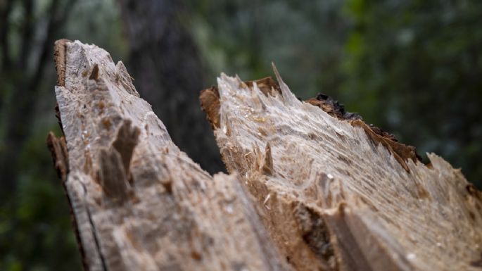 Los que devoran los bosques