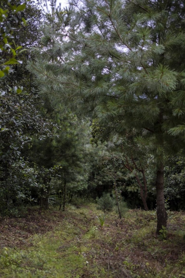 Reforestación en el municipio de Ocuilan, Edomex. Foto: Alejandro Saldívar