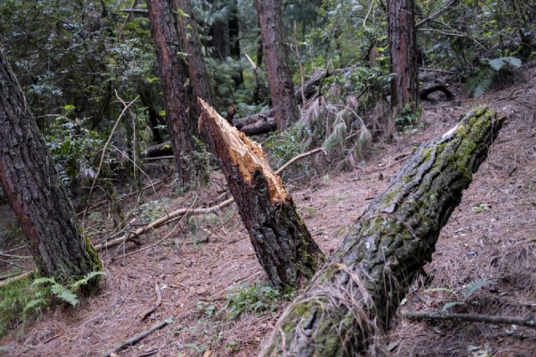 Un árbol talado en el Parque Nacional Lagunas de Zempoala, en el estado de Morelos. Foto: Alejandro Saldívar